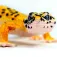 Safari ltd Leopard Gecko figur