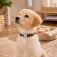 Nobleza Basic Solid Color dog collar assorted