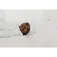 Copper pearl Gorro Arlo