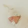 Copper pearl Gorro Sol