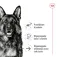 Royal canin Maxi Ageing vådfoder til hunde