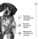 Royal canin Vådfoder til ældre hunde