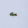 Lacoste 647656 Kurzarm-Set