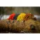 Black cat Real Worm Teaser Red Weicher Köder 160g