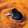 Boompods Localizzatore TUPAC1