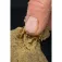 Sonubaits Esquer Stiki Calamar Krill