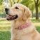 Nobleza Basic Leaf dog collar assorted