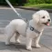 Nobleza Basic Solid Color dog leash assorted