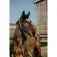 Equitheme Strass Nylon halster