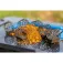 Preston innovations Flow Mesh M Voeder