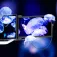 Mobile pixels Schermo portatile Duex Max DS