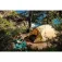 Coleman Darwin Summer 3 Plus telt