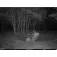 Seissiger Caméra de chasse SW10123