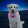 Nite ize NiteHowl® Rechargeable LED-lys