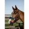 Equitheme Capezza Breeze
