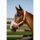 Equitheme Capezza Breeze