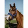 Equitheme Cabrestro Breeze