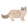 Collecta Ragdoll Cat figur