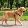 Nobleza Solid Color dog harness assorted