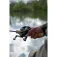 Zebco Target Fish 51 Baitcasting-Combo