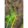 Zebco Target Fish Heavy Feeder Karper Combo