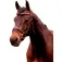 Equitheme Cabeçada K-Kontour