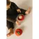 Oli&carol Box & Bounce Appel