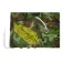 Faura Reversible Havemarkise