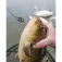 Matrix fishing Method Feeder XS Feeder