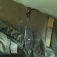 Ngt magnetic Bivvy&Brolly hook