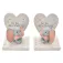 Widdop & co. Dumbo Disney 书架