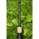 Zebco Carp 3000FS Karper Combo