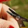 Golden catch Mini Braid Schere