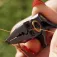Golden catch Mini Split Piht