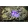 Nintendo Switch2 Warhammer 40.000: Rogue Trader