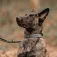 Eqpro Collar para perro Softshell