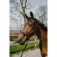 Equitheme Coco grimma och ledrep