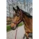 Equitheme Coco Halfter und Führstrick