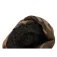 Fox international Gorro Sherpa Tec