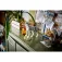 Lego 31393 forest animals: gray wolf Construction Game